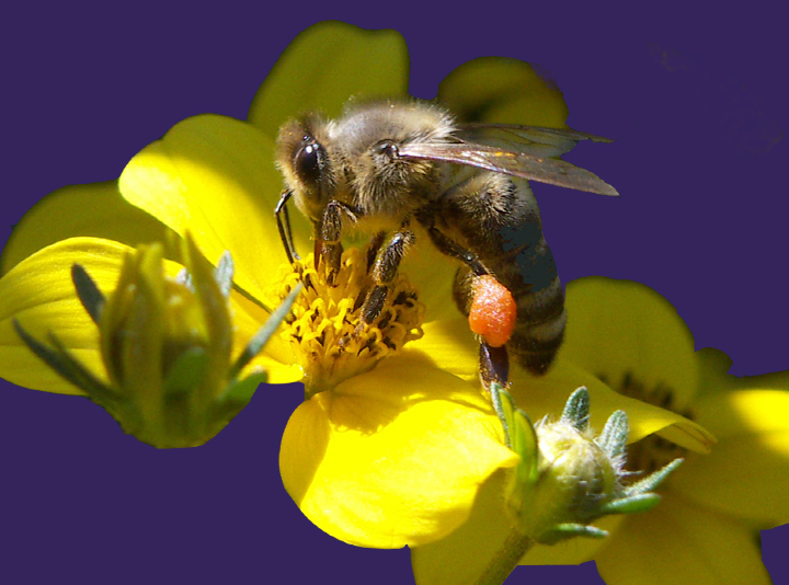 Bienchen und Blümchen