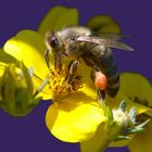 Bienchen und Blümchen