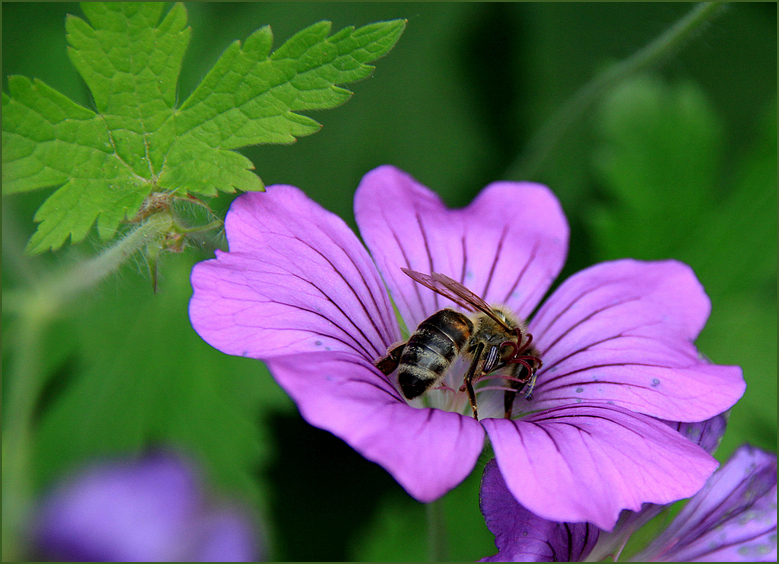 Bienchen und Blümchen ...