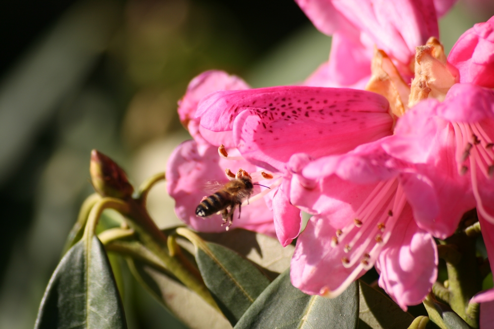 Bienchen und Blümchen