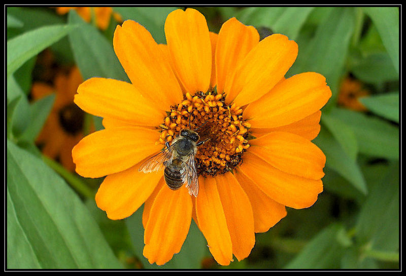 Bienchen und Blümchen