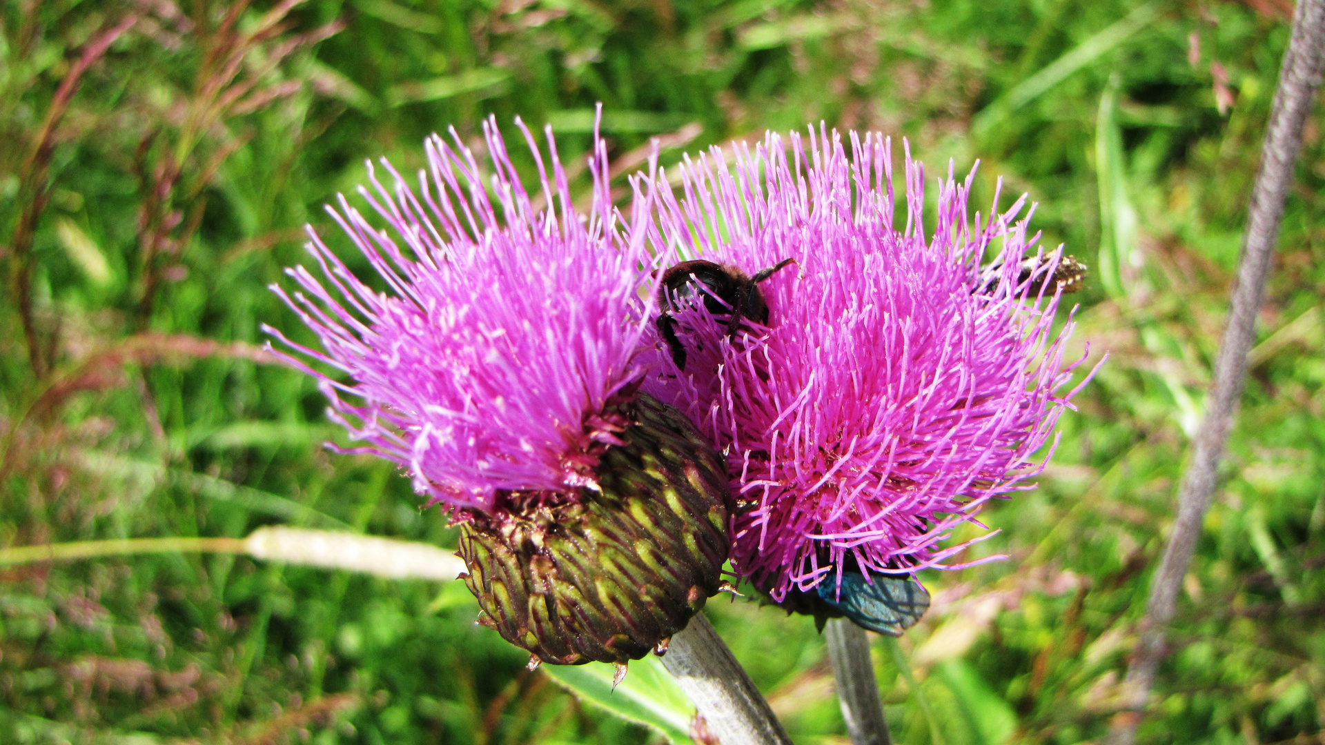 Bienchen und Blümchen