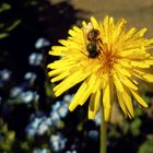 Bienchen und Blümchen