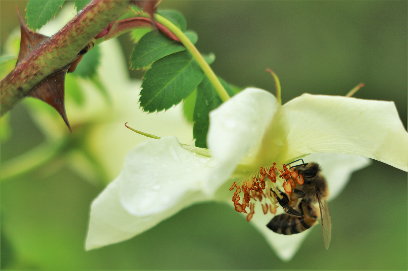 Bienchen und Blümchen