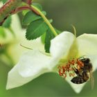 Bienchen und Blümchen