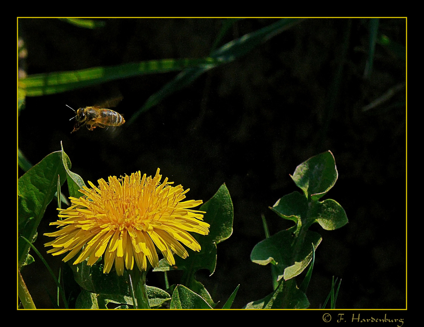 Bienchen und Blümchen 2