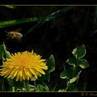 Bienchen und Blümchen 2