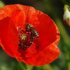 Bienchen und Blümchen 2