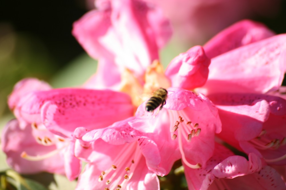 Bienchen und Blümchen 2