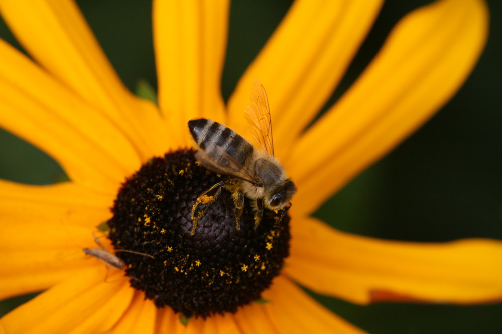 Bienchen und Blümchen