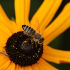 Bienchen und Blümchen