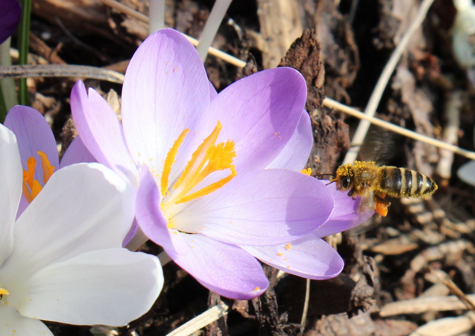 Bienchen und Blümchen