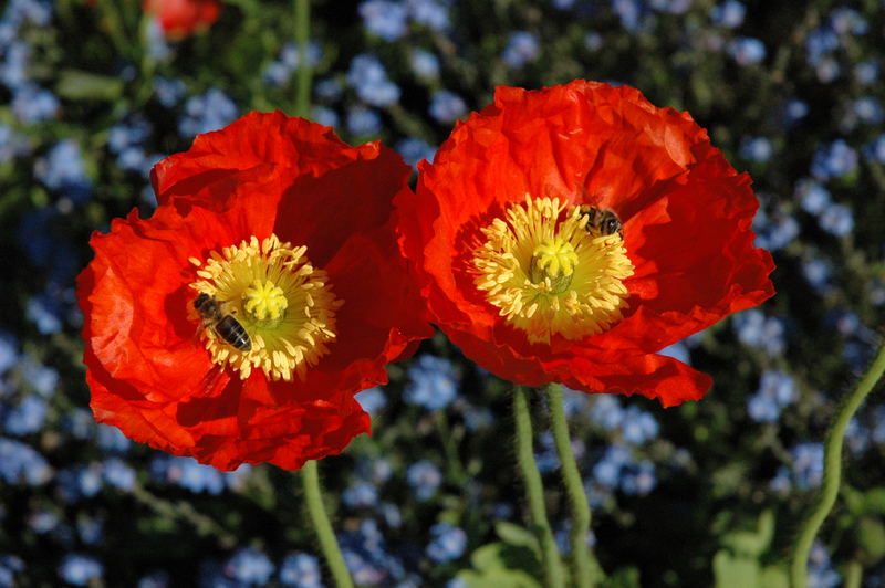 Bienchen und Blümchen