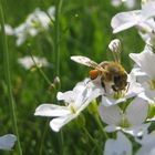 Bienchen und Blümchen