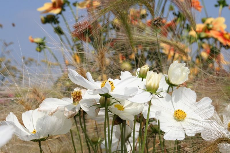 Bienchen und Blümchen