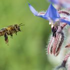 Bienchen und Blümchen