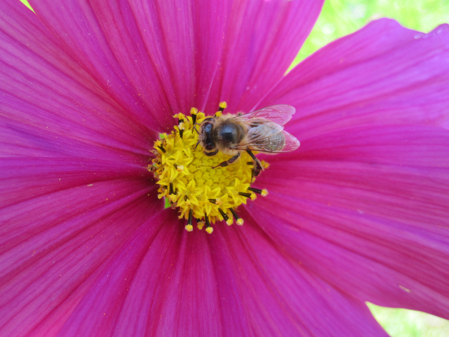 Bienchen und Blümchen