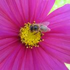 Bienchen und Blümchen