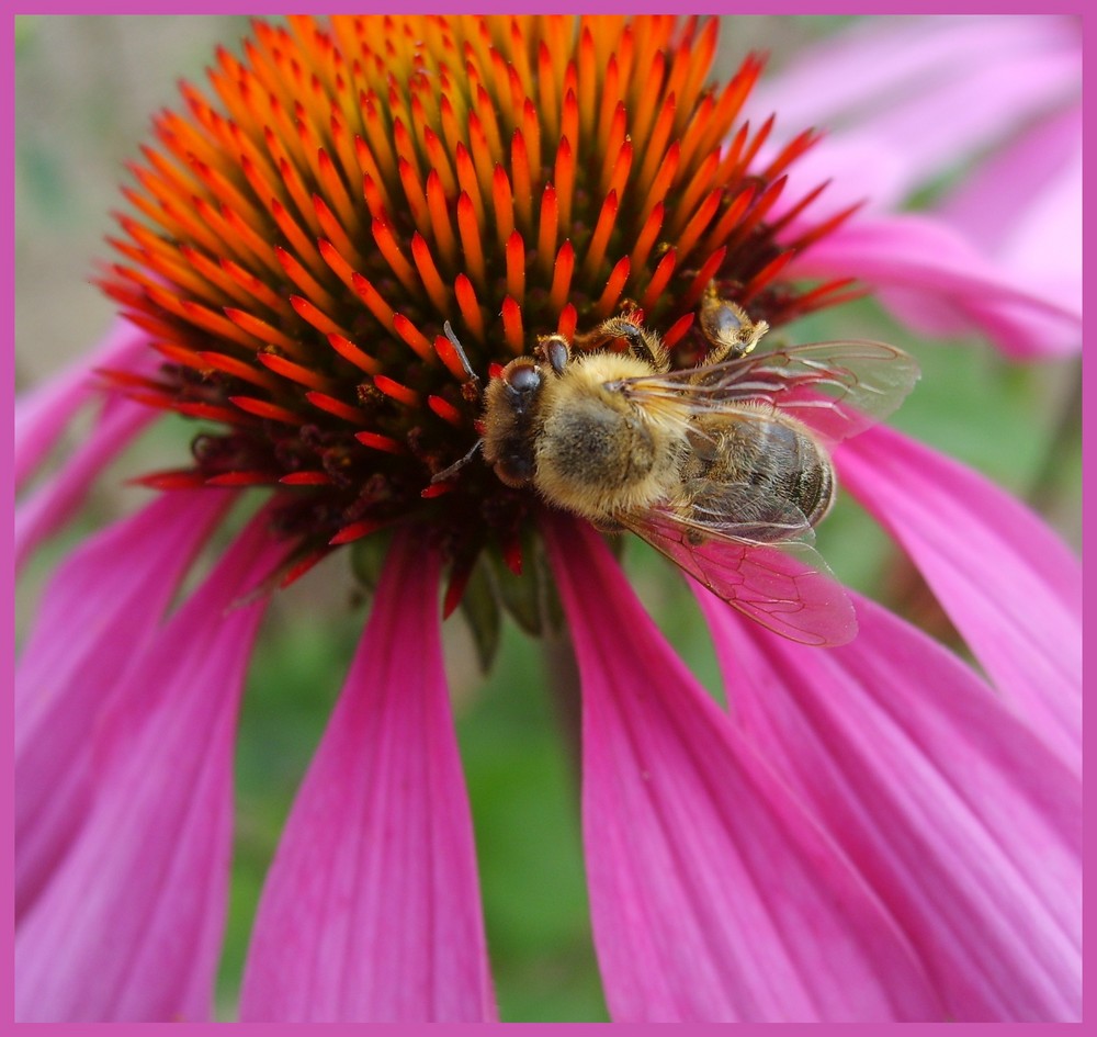 Bienchen und Blümchen..