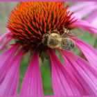 Bienchen und Blümchen..