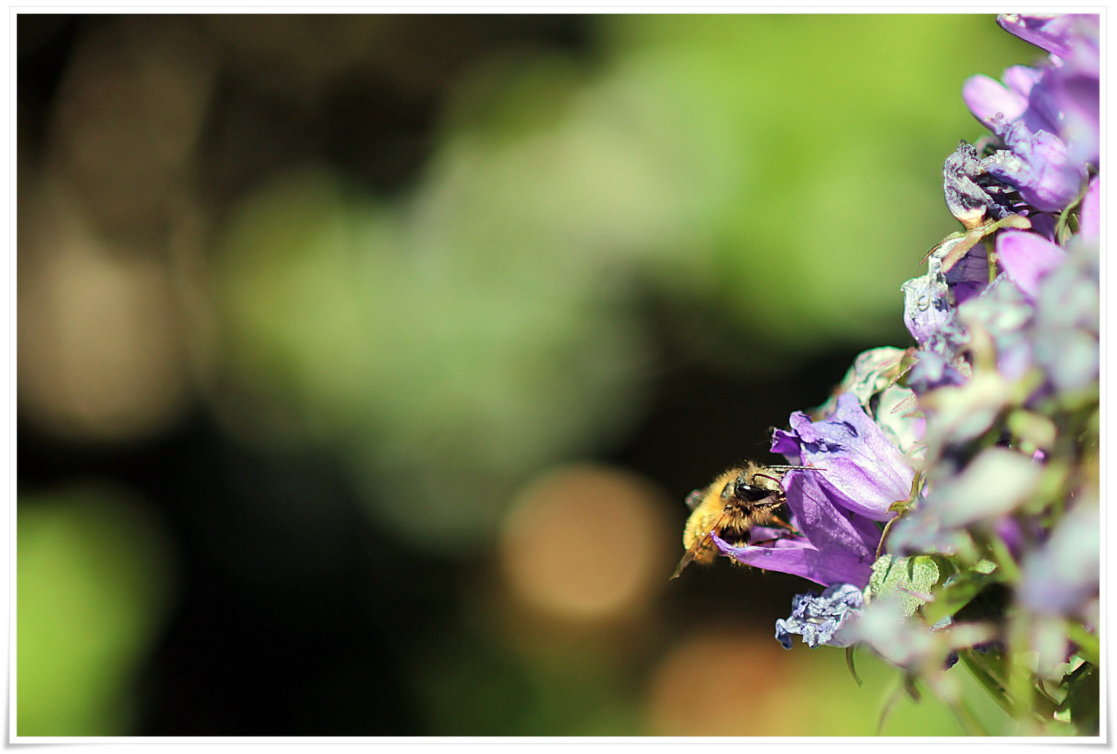 Bienchen und Blümchen