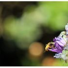 Bienchen und Blümchen