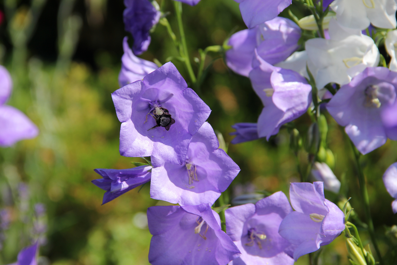 Bienchen und Blümchen