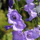 Bienchen und Blümchen