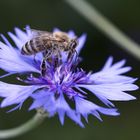 Bienchen und Blümchen