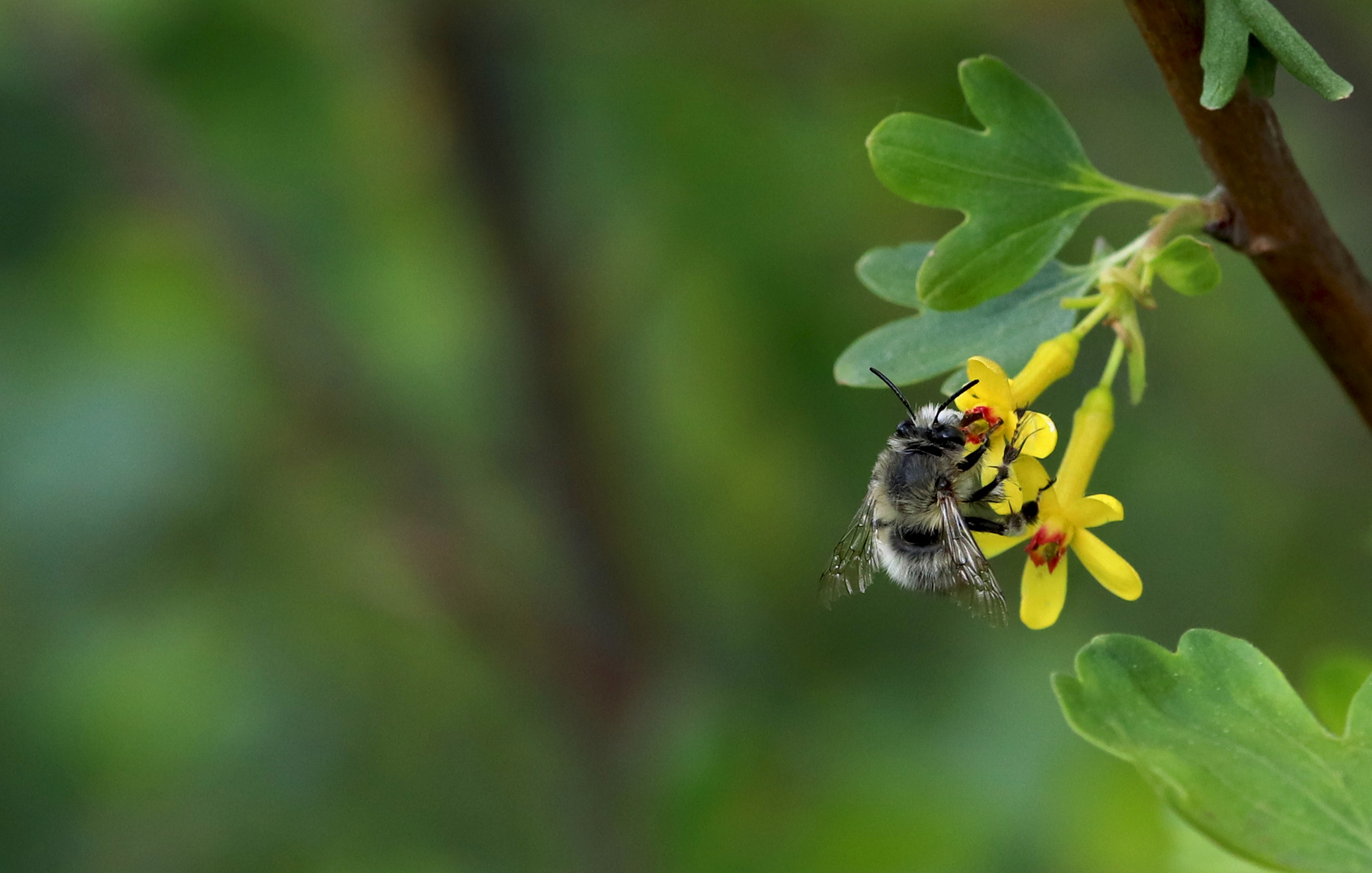 Bienchen und Blümchen