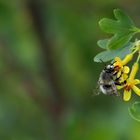 Bienchen und Blümchen