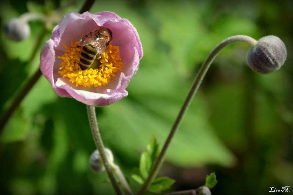 Bienchen und Blümchen