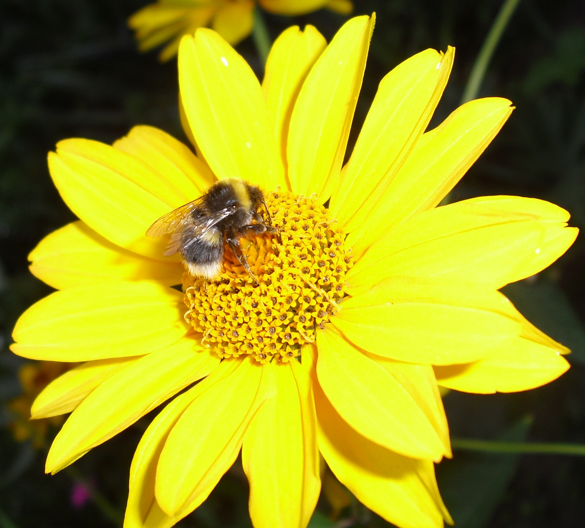 ***Bienchen und Blümchen***