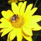 ***Bienchen und Blümchen***