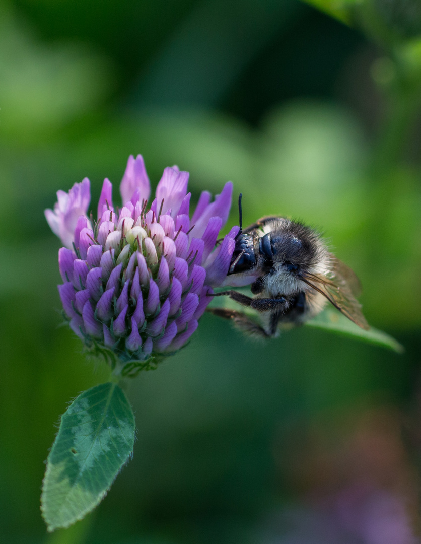 Bienchen und Blümchen