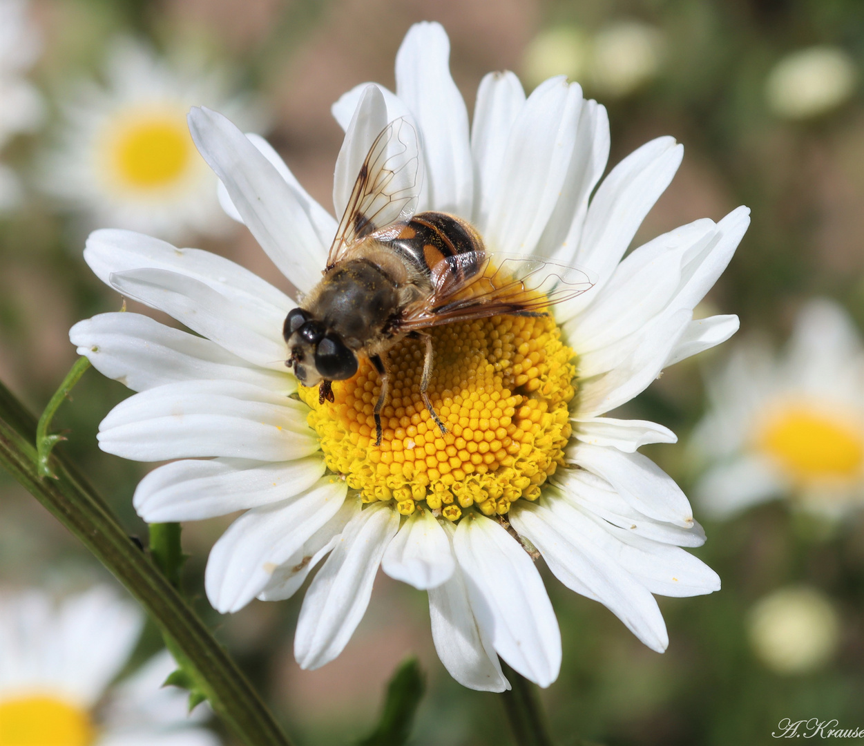 Bienchen und Blümchen ;-)