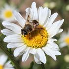 Bienchen und Blümchen ;-)