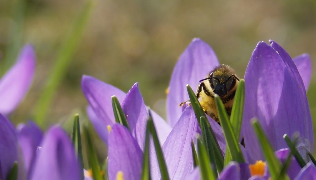 Bienchen und Blümchen