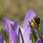 Bienchen und Blümchen