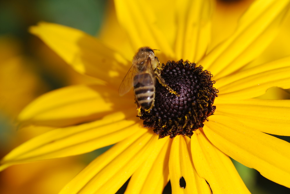 Bienchen und Blümchen von Maximilian Wilhelm 