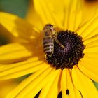 Bienchen und Blümchen