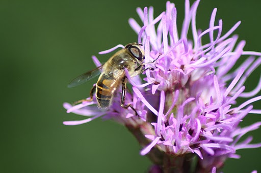 Bienchen und Blümchen