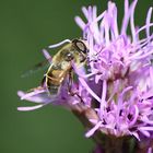 Bienchen und Blümchen