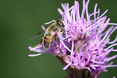 Bienchen und Blümchen