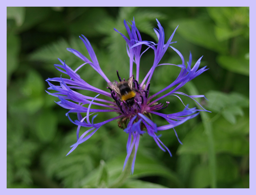 Bienchen und Bluemchen