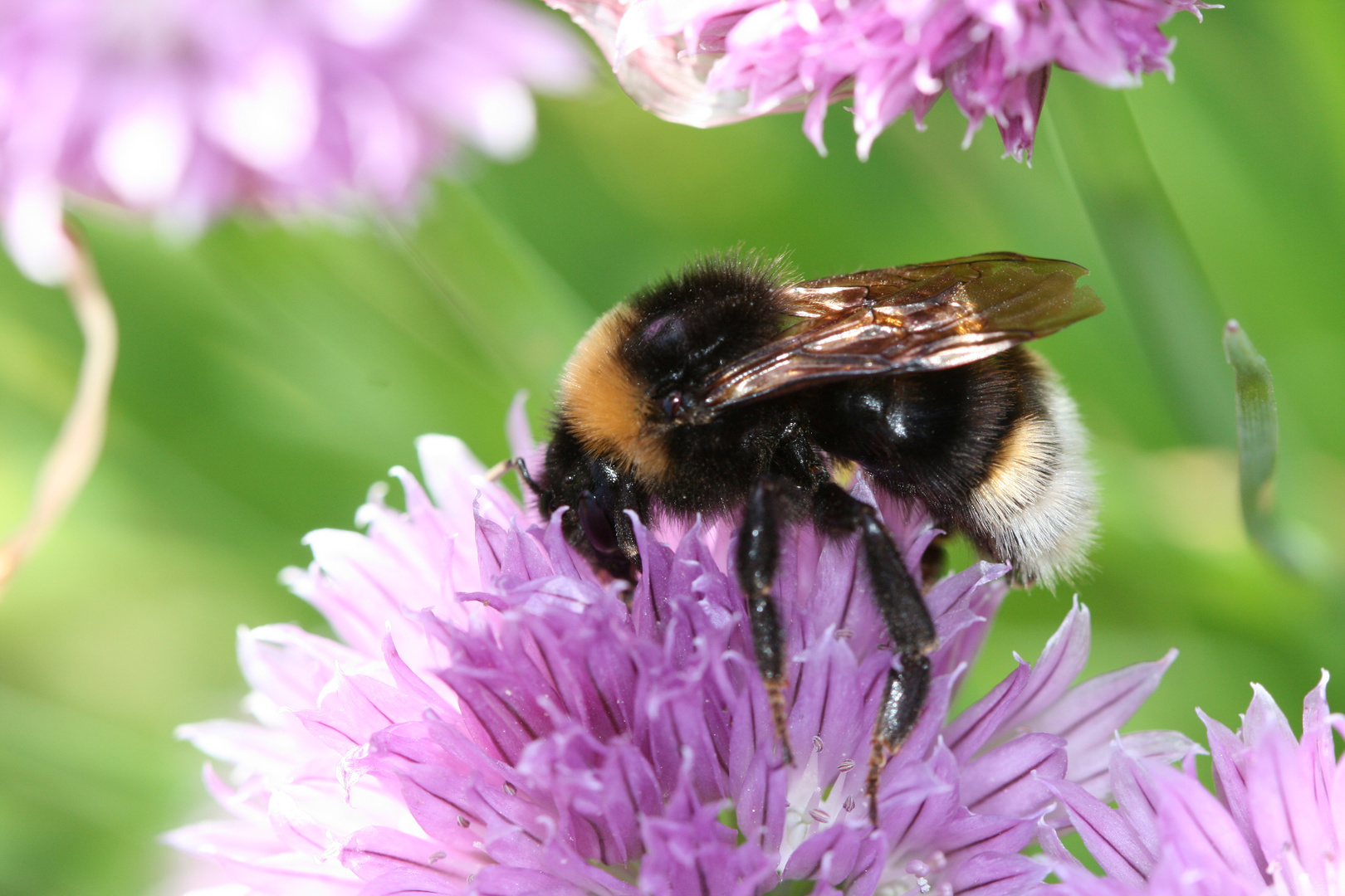 Bienchen und Blümchen