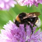 Bienchen und Blümchen