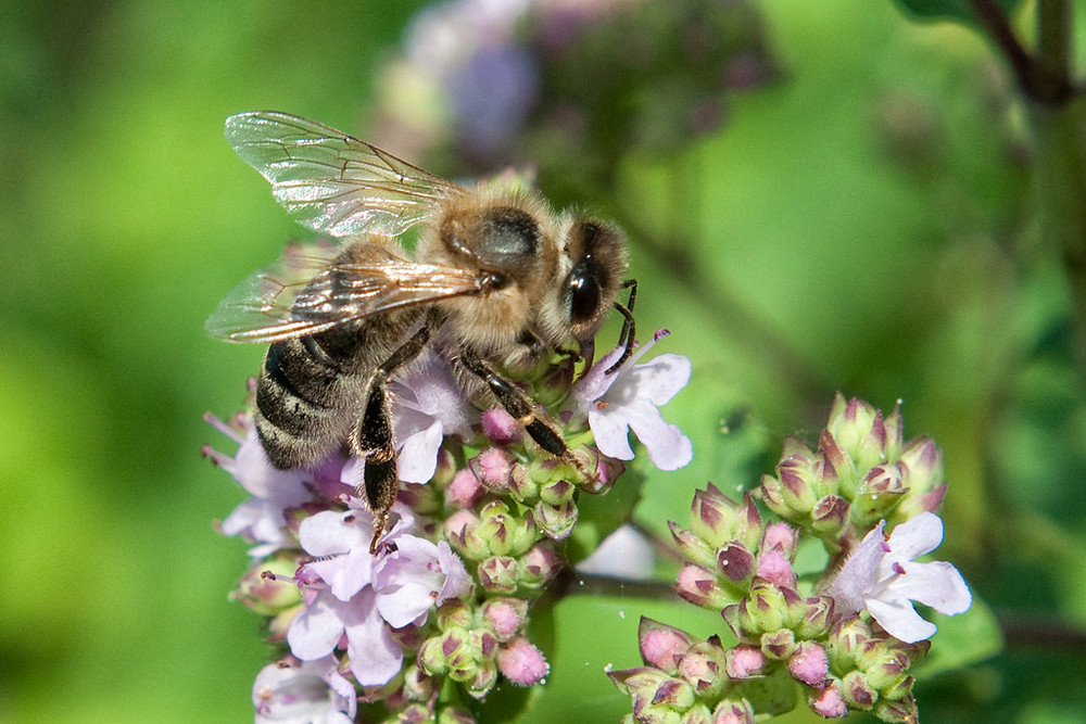 Bienchen und Blümchen...