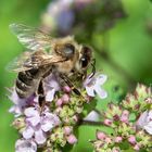 Bienchen und Blümchen...