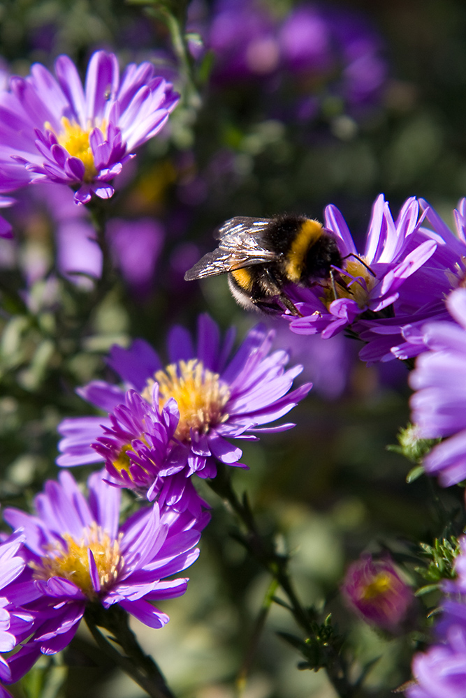 Bienchen und Blümchen